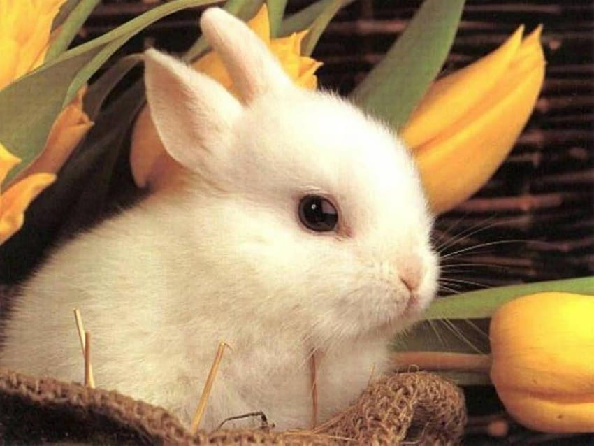 Cute rabbit, cute white baby rabbit HD wallpaper