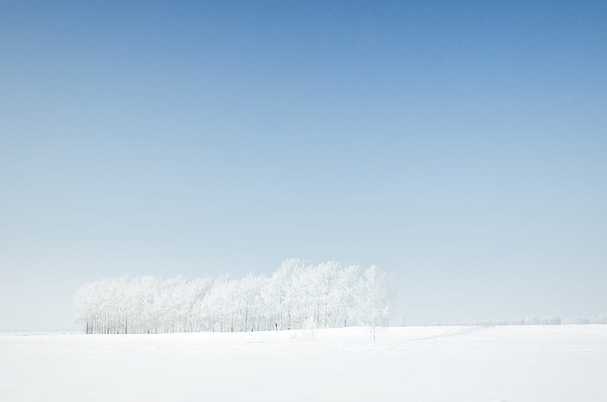 5279875 / 2710x1795 grove, trees, cold, clear, white, minimal, blue, tree, snow, winter, gradient, field, , sky, blue sky, landscape, forest, gradient winter HD wallpaper