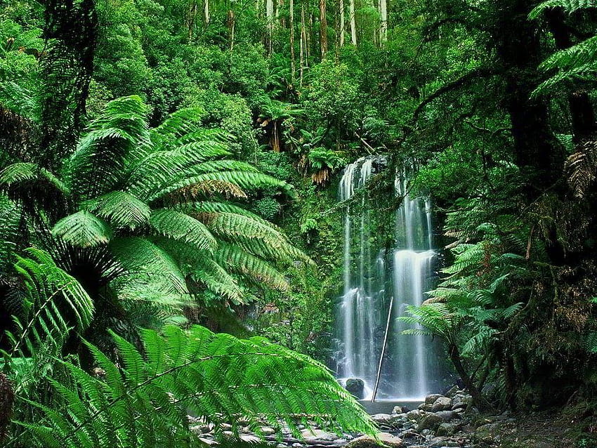 Cascadas: Bosque Lluvioso Bosque Tropical Helechos Rocas Cascada, Cascada Bosque Lluvioso fondo de pantalla