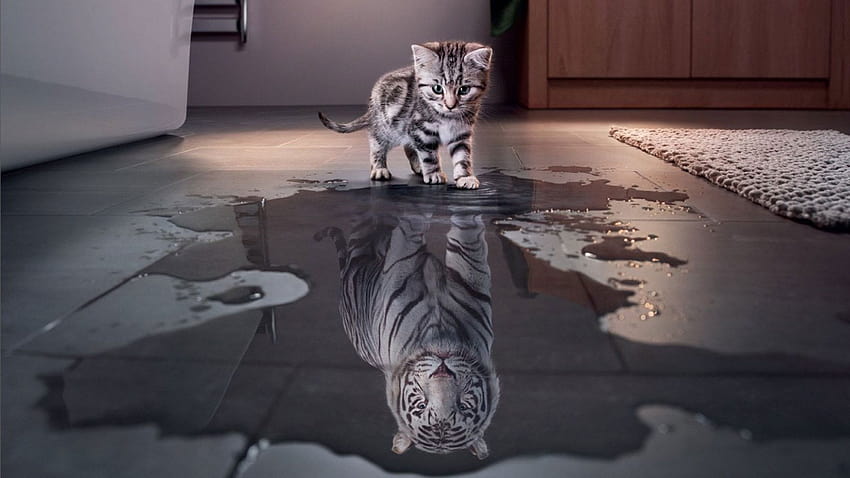 Koty, Słodkie, Śmieszne, Kociaki, Manipulacja, Tygrys • Dla Ciebie Dla & Mobile, tygrysie estetyki Tapeta HD