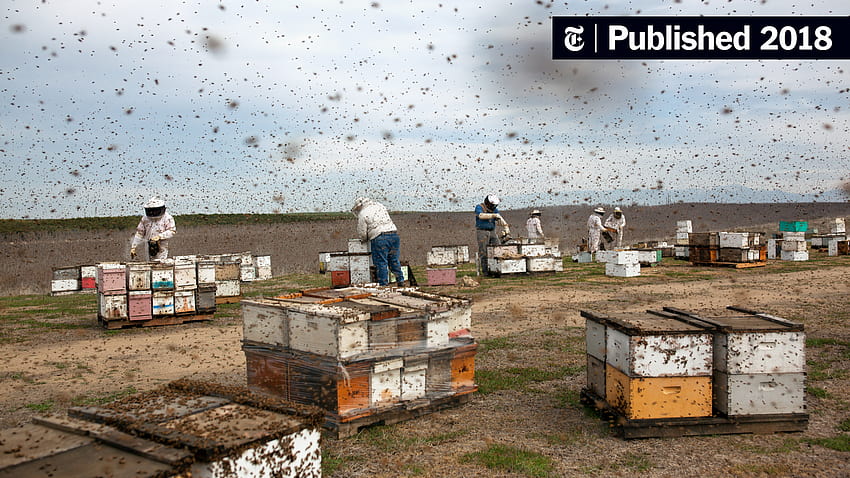 ซูเปอร์โบวล์แห่งการเลี้ยงผึ้ง วอลล์เปเปอร์ HD