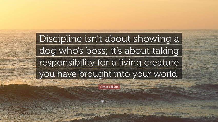 Cesar Millan Quote: “Discipline isn't about showing a dog who's boss, whos the boss HD wallpaper