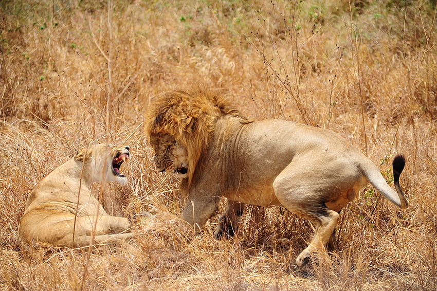 Lion predator battle t, lion fight HD wallpaper