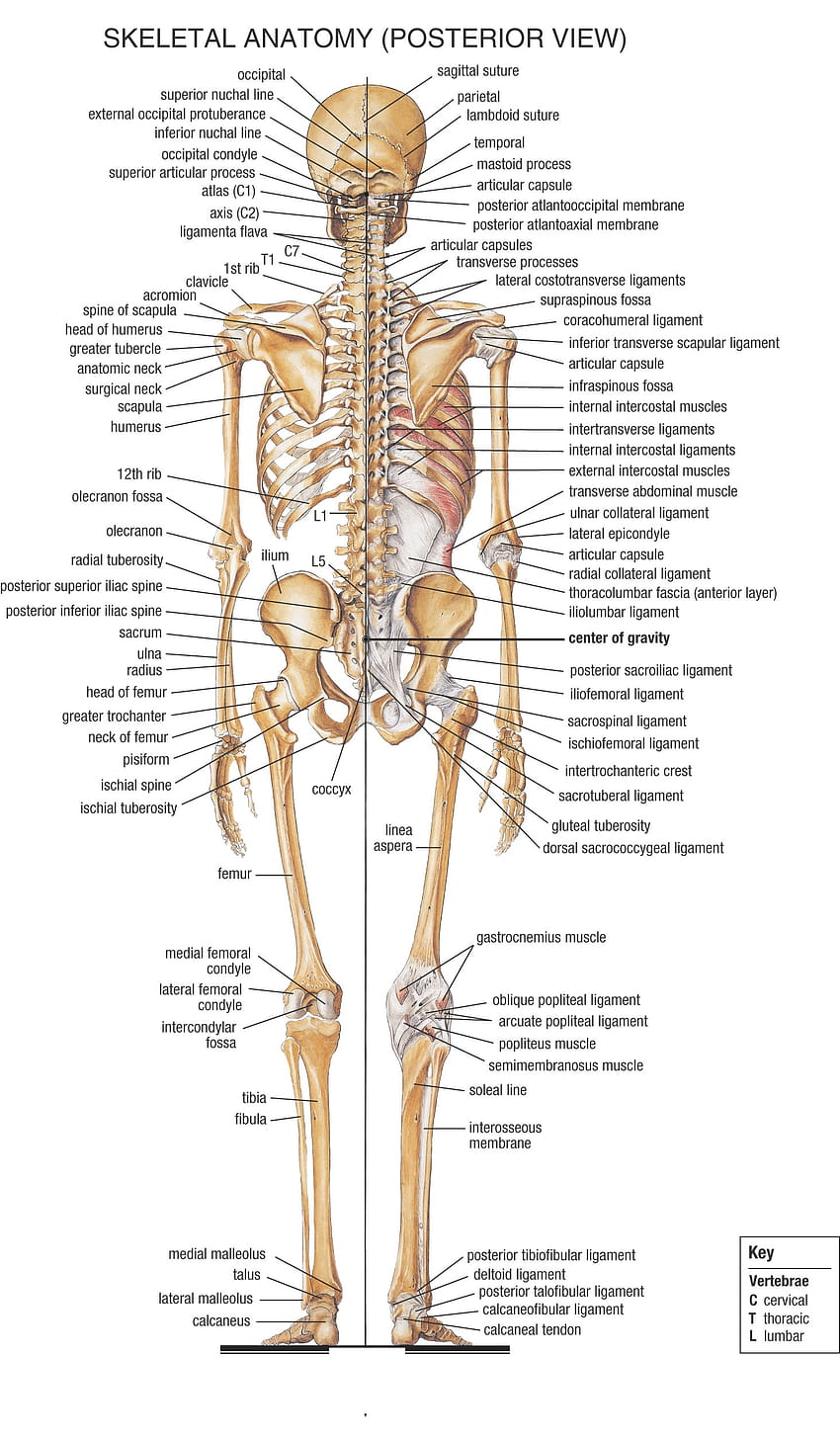 squelettes d'anatomie 1464x2507 Haute qualité, haute définition, parties du corps Fond d'écran de téléphone HD