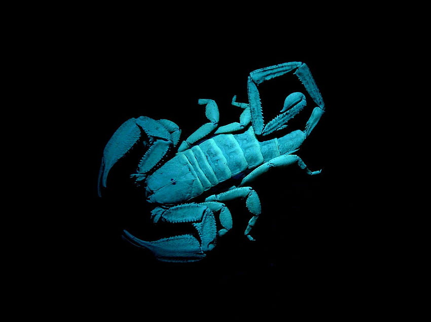 Are You a Scorpion Hunter?, scorpion background HD wallpaper