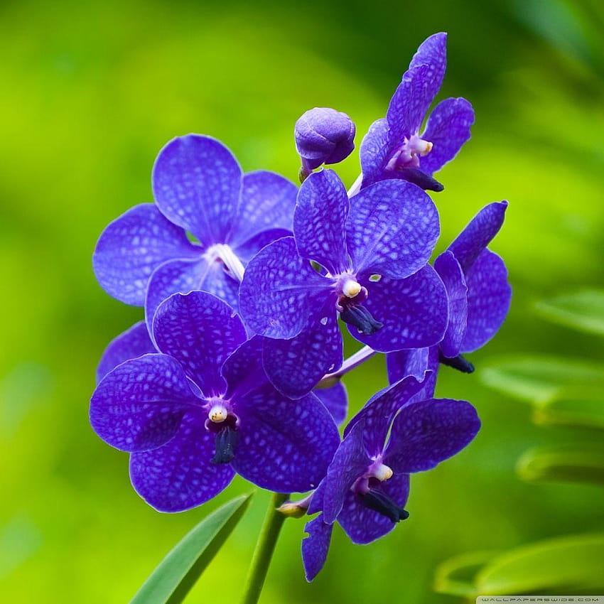 Blue Orchids ❤ Ultra TV için • Tablet, mavi ve mor orkide HD telefon duvar kağıdı