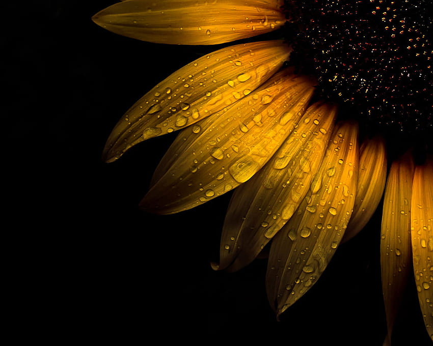Macro Of Water Dew On Sunflower , Sunflower, Backyard, Flowers • For You, sunflower with black HD wallpaper