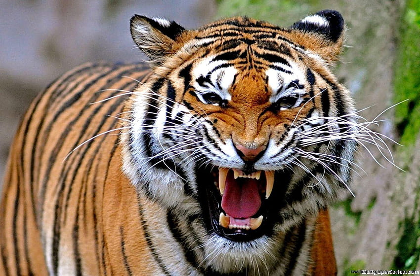 Wajah Harimau yang Marah, mata harimau yang marah Wallpaper HD