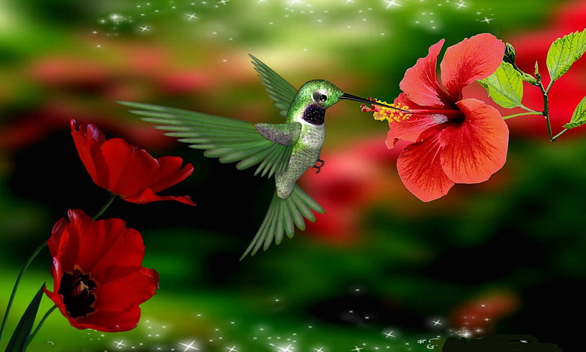 Lindo colibrí, colibríes fondo de pantalla | Pxfuel