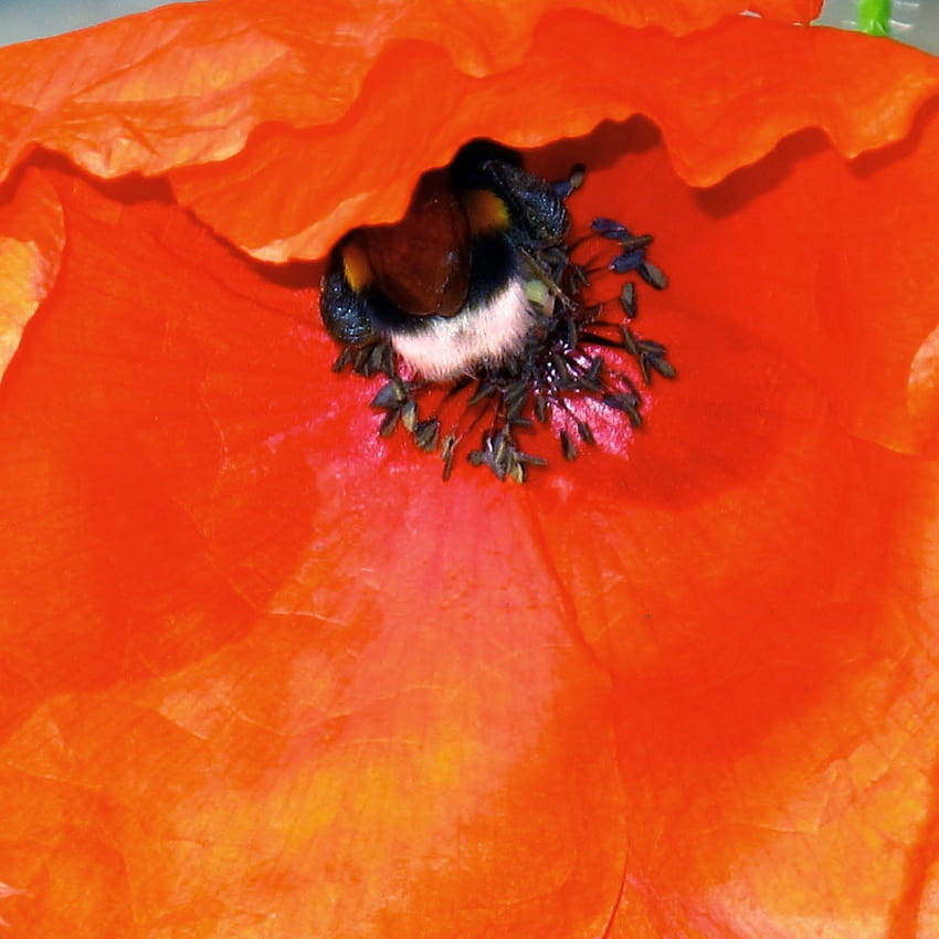 s: Bees On Poppy Flowers, orange and black bumblebee HD phone wallpaper