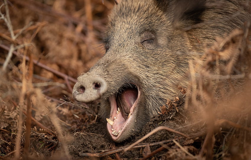 face, boar, wild pig , section животные HD wallpaper