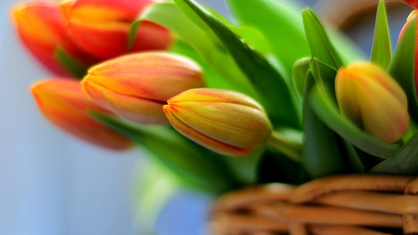 : Orange Tulips, orange tulips bunch HD wallpaper