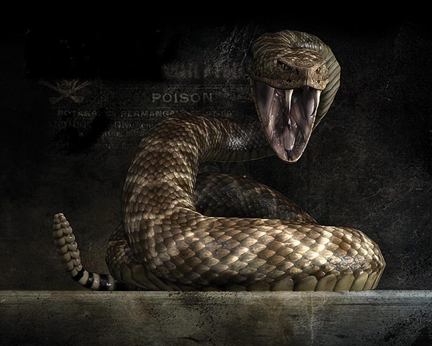 Snake Animal Spot, viper snake head HD wallpaper