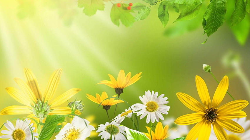Two Flowers at Field Nature Backgrounds powerpoint backgrounds 1600, backgrounds nature HD wallpaper