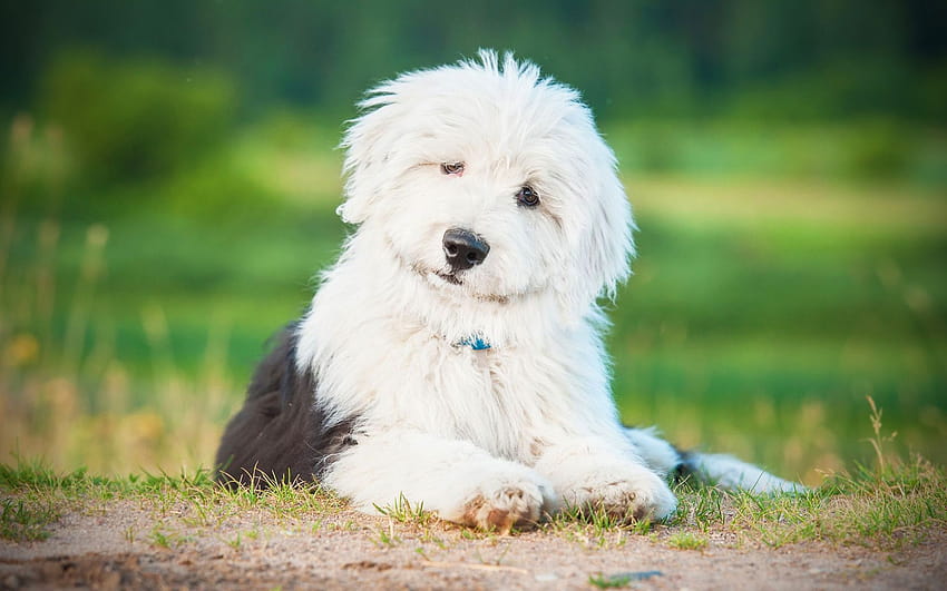 Old English Sheepdog, puppy, funny dog, shaggy dog, pets, dogs, cute animals, Old English Sheepdog Dog with resolution 1920x1200. High Quality, old dogs HD wallpaper