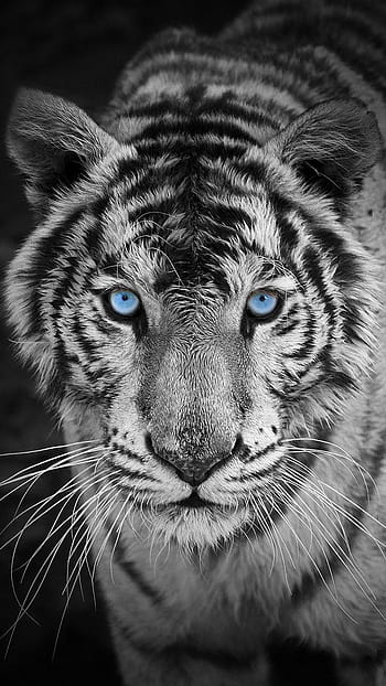 Download Tiger wallpapers for mobile phone free Tiger HD pictures