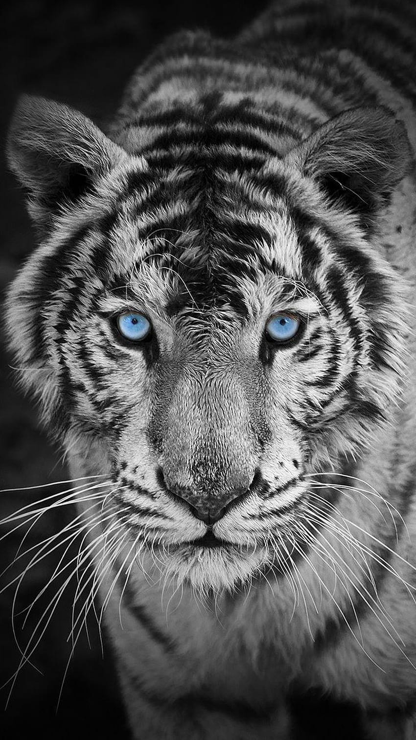25 migliori tigri bianche, maledizione delle tigri Sfondo del telefono HD