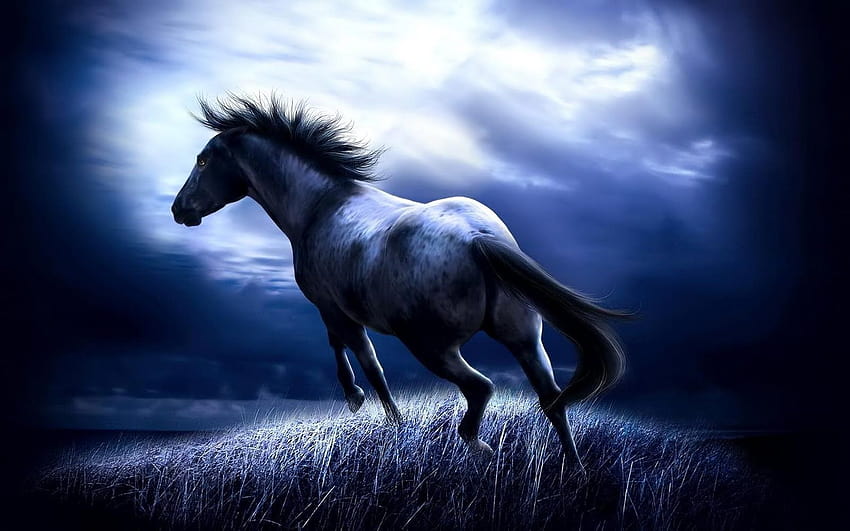 cavallo selvaggio [1600x1000] per il tuo, cellulare e tablet Sfondo HD