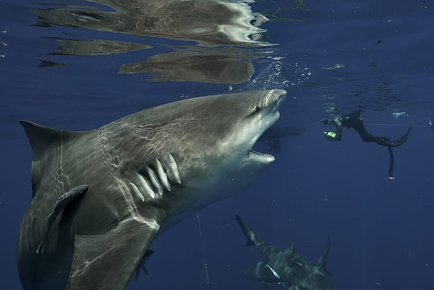 Fotógrafa submarina captura enorme tiburón en Florida, gran tiburón fondo de pantalla