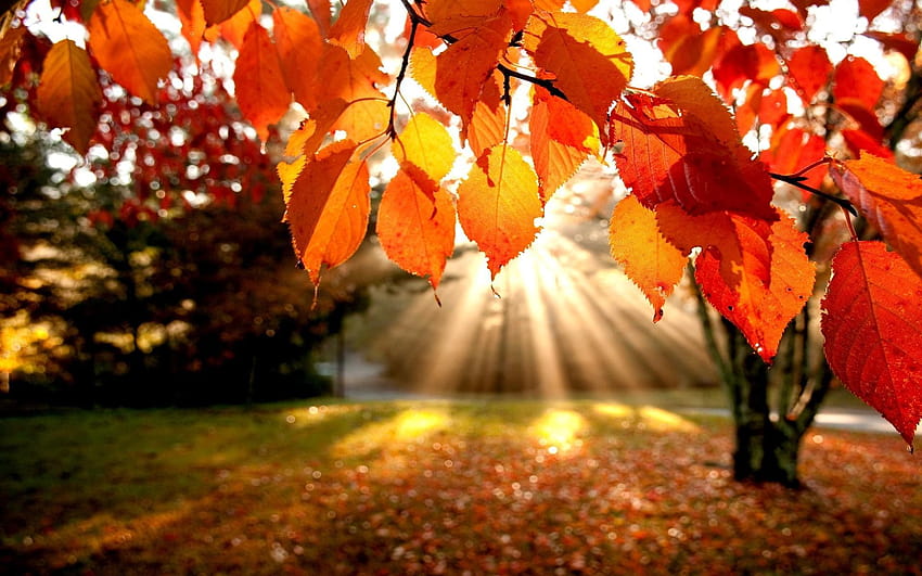 I. Love. Fall., i love autumn HD wallpaper