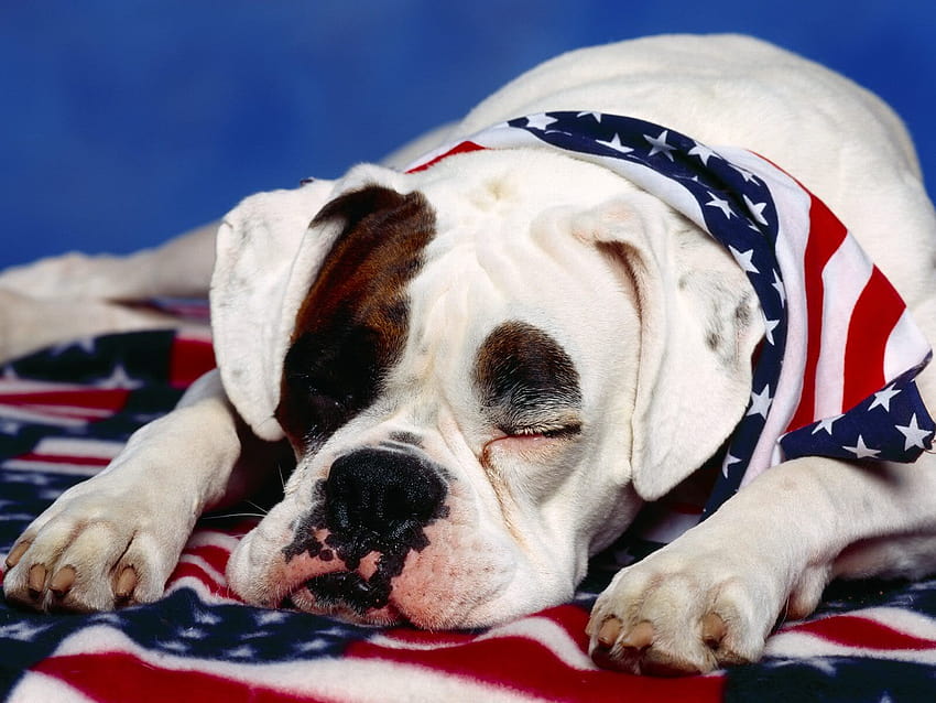 10 Patriotic Names For Dogs That Will Fill Any American Pet Owner, 4th of july puppies HD wallpaper