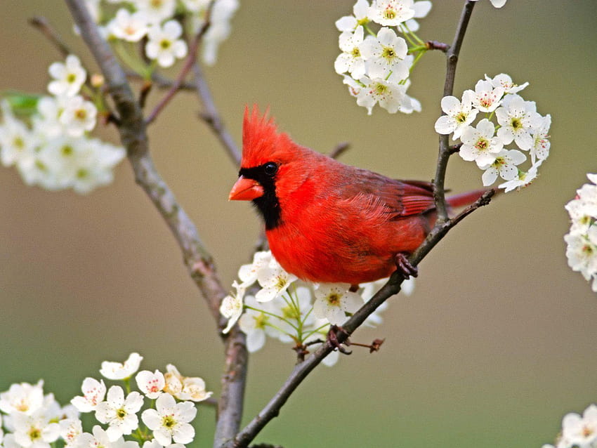 flowers for flower lovers.: Flowers and birds beautiful, bird with flowers HD wallpaper