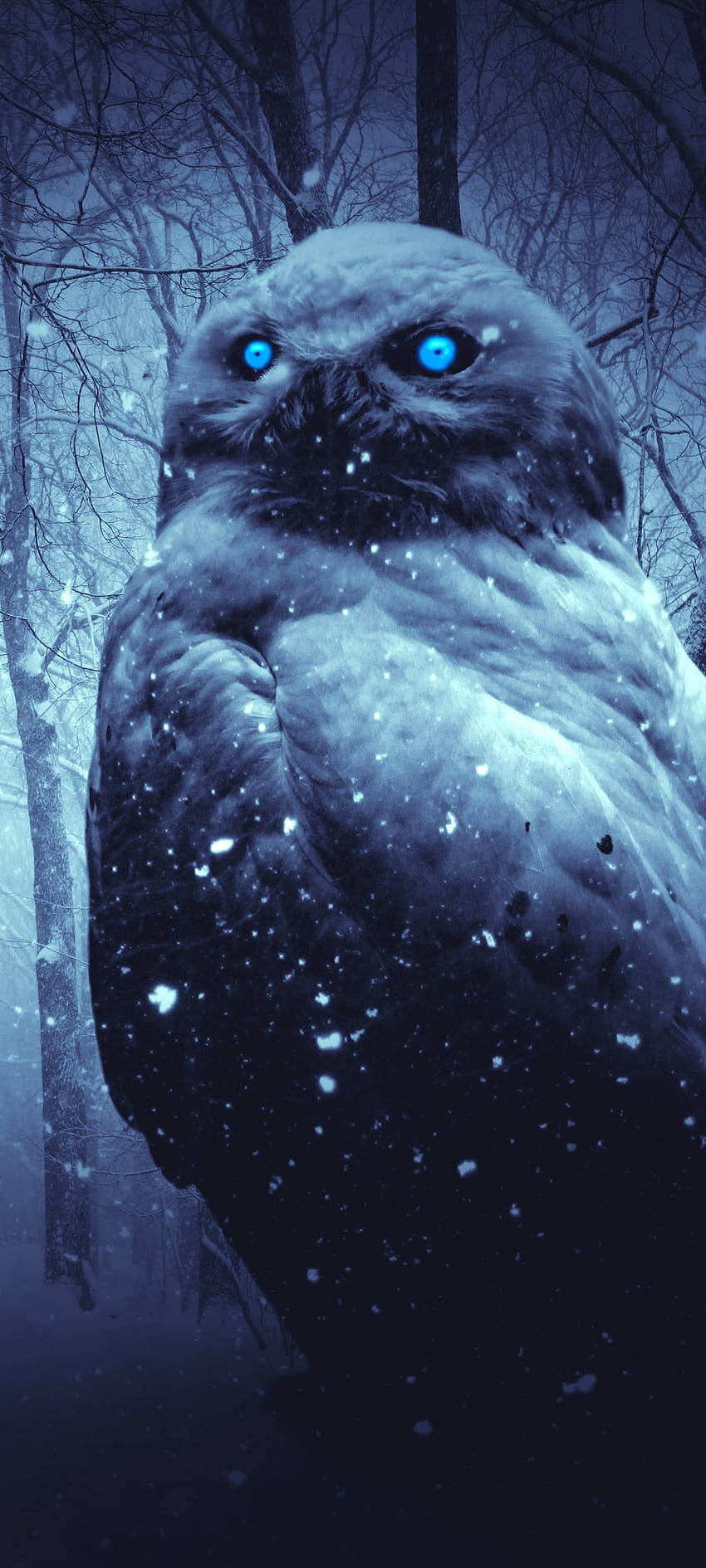 Owl , Forest, Winter, Dark, Night, Blue eyes, Scary, Animals, neon owl HD  phone wallpaper | Pxfuel
