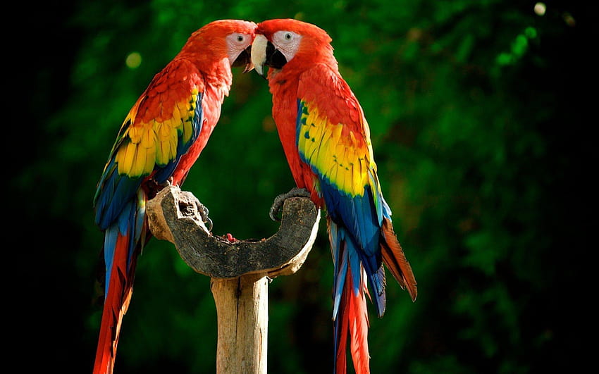 Macaw merah Wallpaper HD