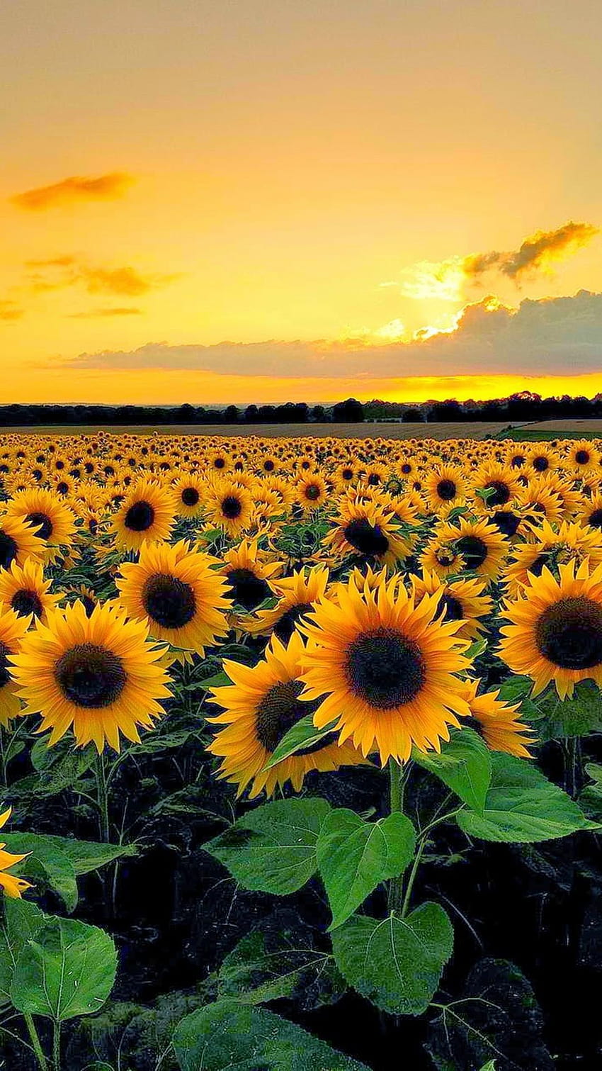 6 Sonnenblumen, Sonnenblumenfeld bei Sonnenuntergang HD-Handy-Hintergrundbild