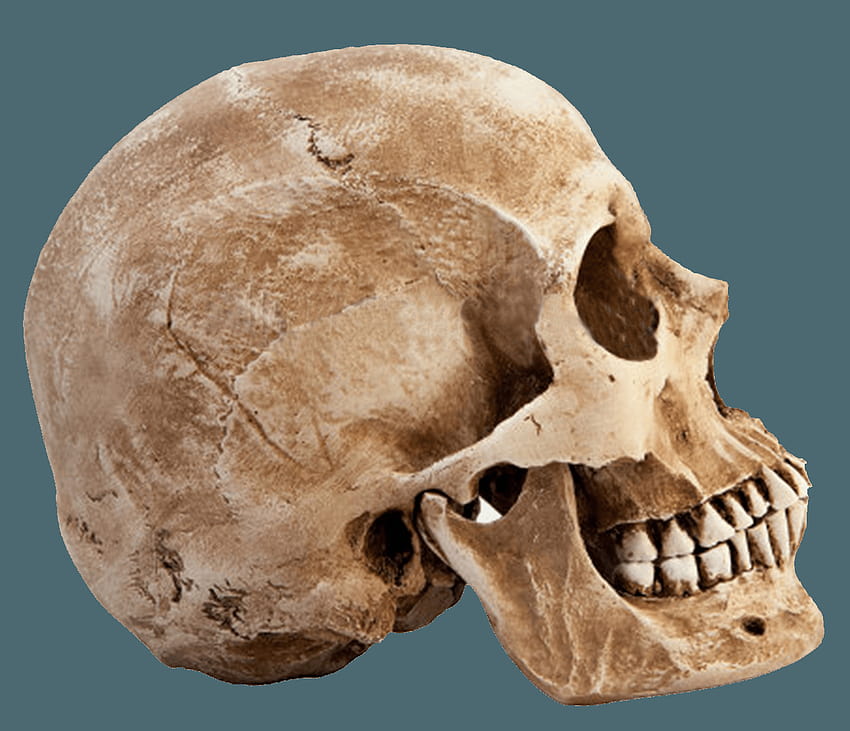 PNG Skeleton Head Transparent Skeleton Head.PNG ., skull heads background HD wallpaper