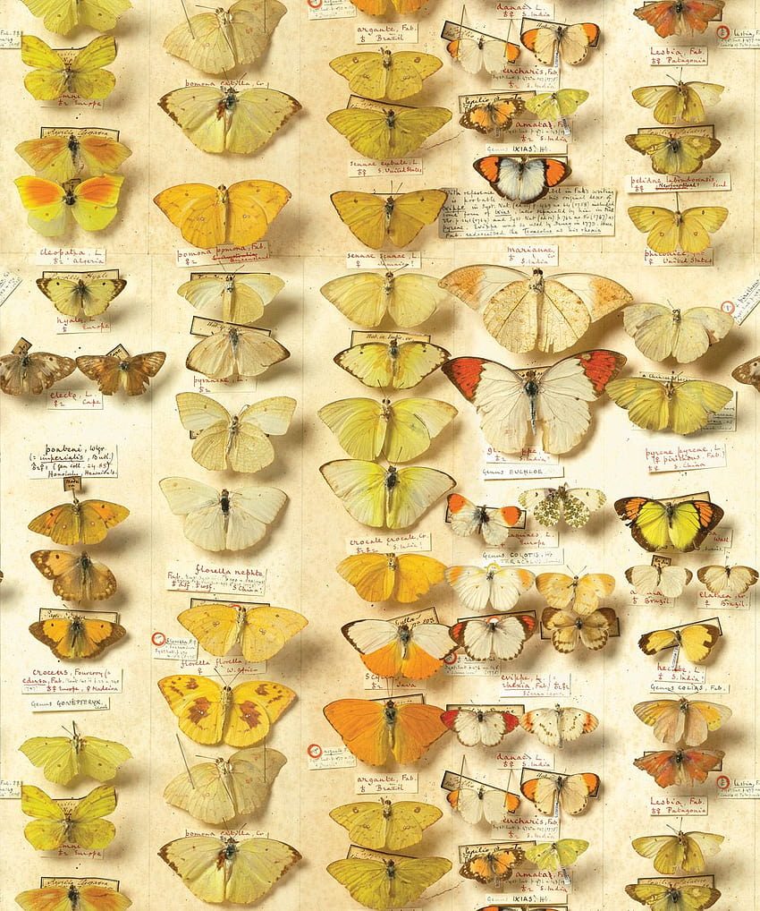 Lepidoptera • Vintage Butterflies Design • Milton & King, butterflies and moths HD phone wallpaper