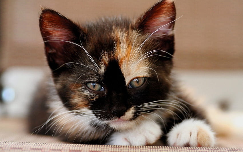 Calico Cat Cute Cat Backgrounds, calico kittens HD wallpaper