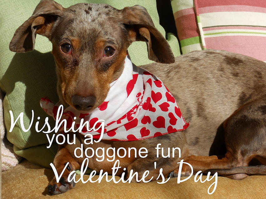 Valentines Day Funny Of Dogs That Are Cute, funny animal valentines day HD wallpaper