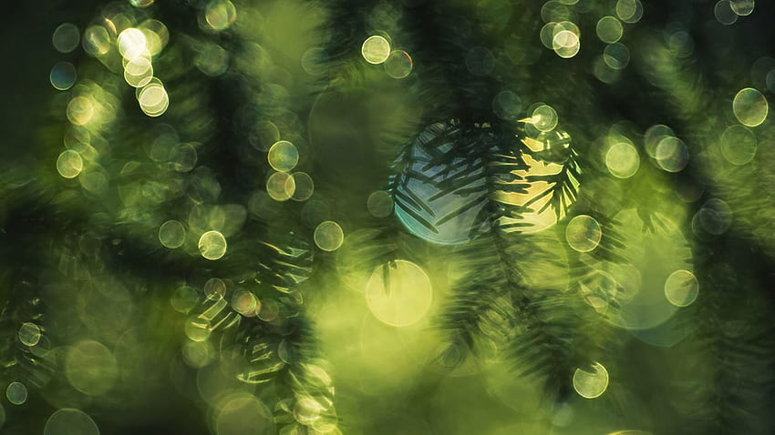 Spruce Blur Wide 52043 2560x1440px Hd Wallpaper Pxfuel