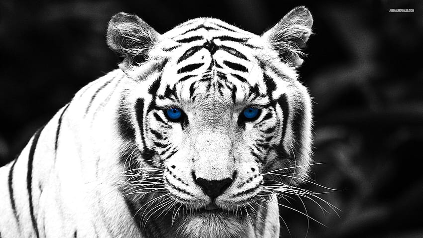 Tigre aux yeux bleus : écran large : haute définition, gambar macan 3d Fond d'écran HD