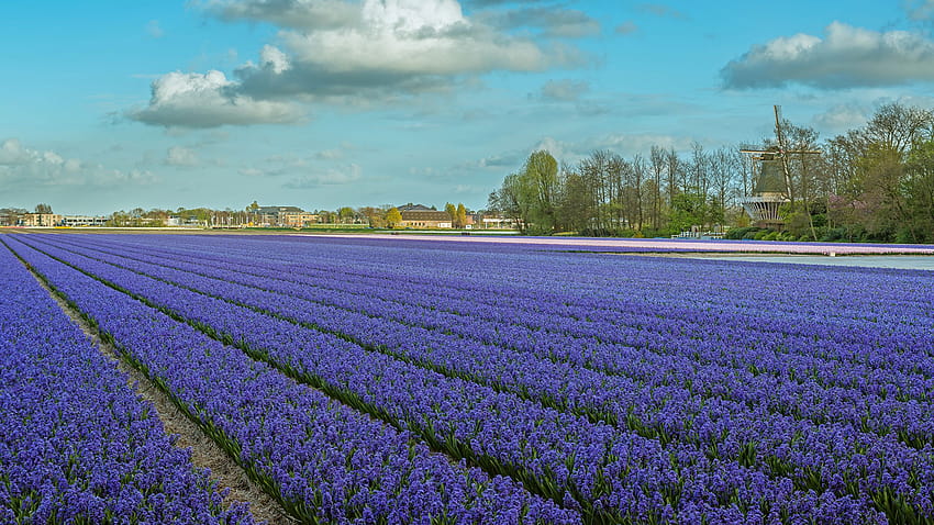 Netherlands Lisse Sky Fields Flowers Hyacinths 2560x1440, purple hyacinth field spring HD wallpaper