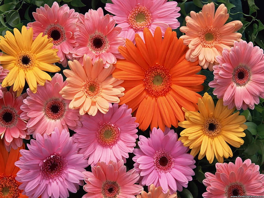 Gerbera 21 HD wallpaper | Pxfuel