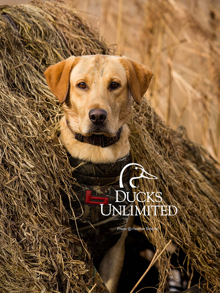 Ducks Unlimited Mobile, hunting iphone HD phone wallpaper