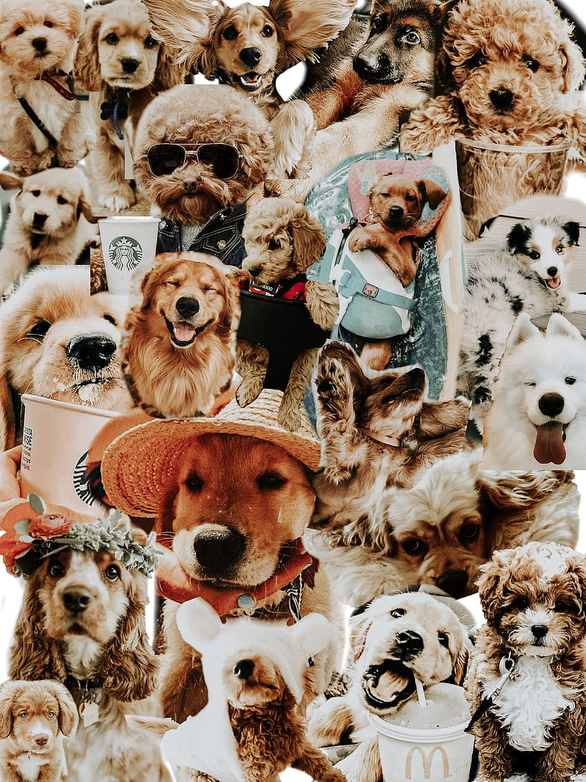 Dog Collage <3, puppy collages HD phone wallpaper