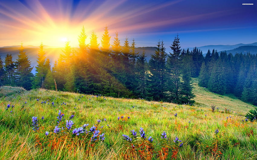 Spring Sunrise, Matahari Terbit Musim Panas Wallpaper Hd 