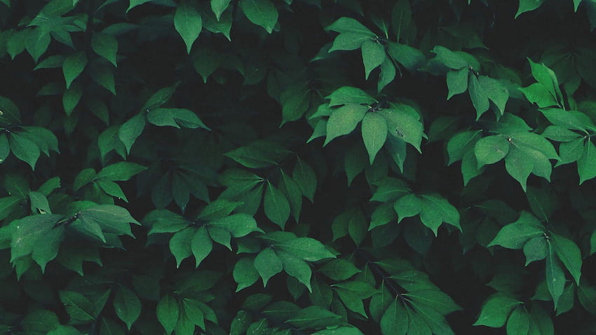 Общи 1920x1080 природа соло растения листа зелено, зелена естетика HD тапет