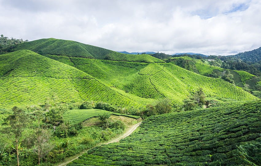 Green, nature, hill, highland, malaysia, estate, cameron, cameron ...