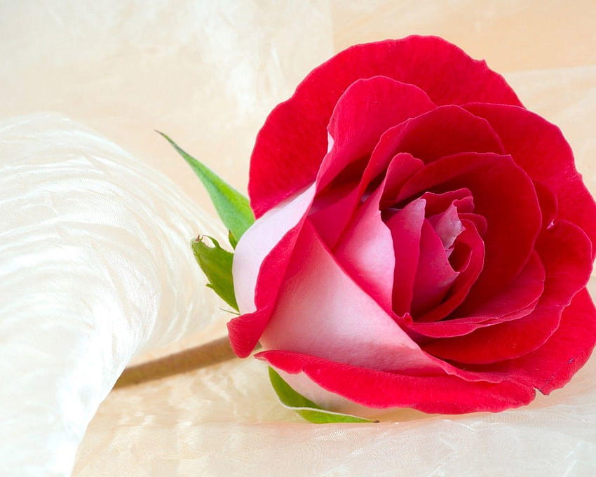 Valentine's Day Roses, valentine flower HD wallpaper | Pxfuel