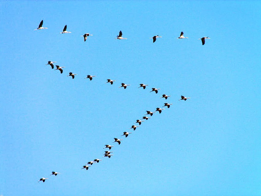 V formation, migratory birds HD wallpaper