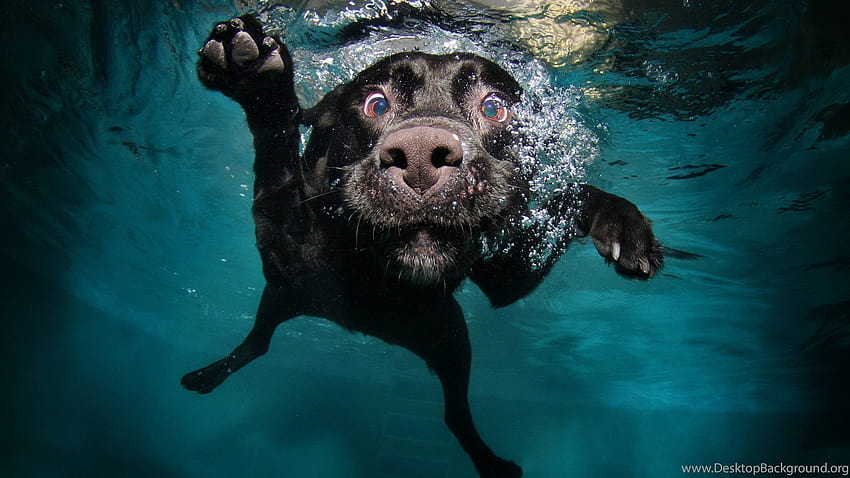 Black Lab Puppy Underwater.jpg Fundos, filhotes de laboratório preto papel de parede HD