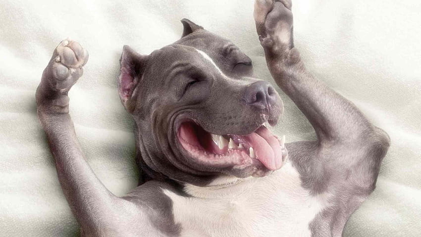 4 Pitbull Terrier, american pit bull terrier puppy HD wallpaper