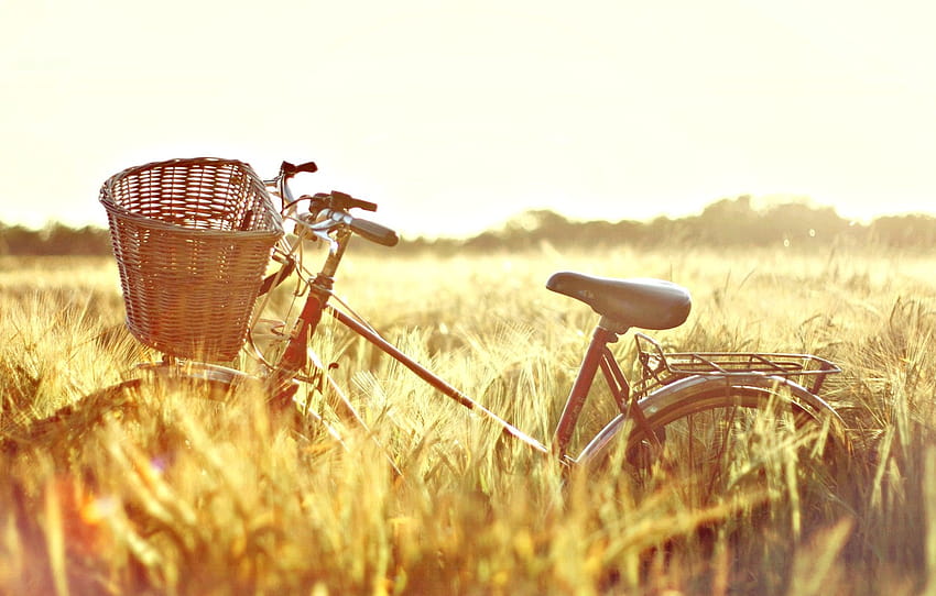 wheat, field, the sun, nature, bike, background, basket, mood, rye, ears, bicycle, Sunny day, , backgrounds , section настроения, wicker field HD wallpaper