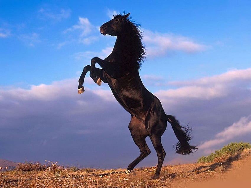 Mój kącik: Black Horse Wstań Tapeta HD