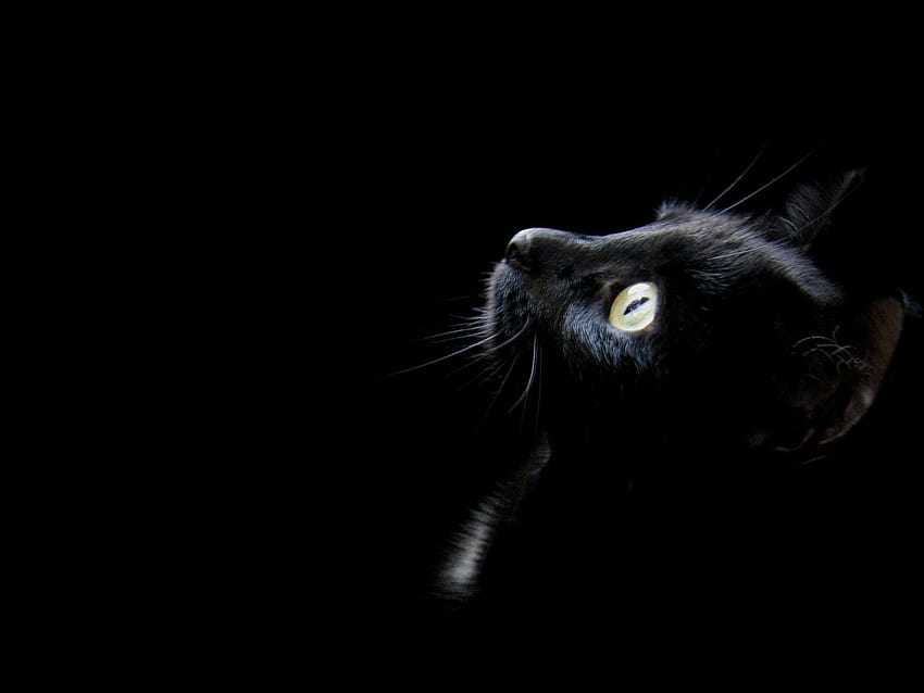 Ideias e + ideias:, gato preto HD wallpaper | Pxfuel