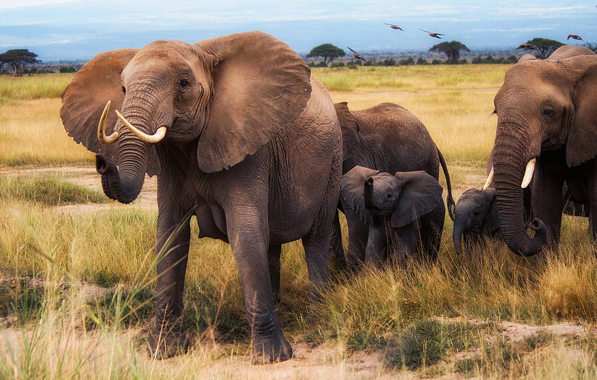 campo, erba, uccelli, natura, elefante, gruppo, famiglia, Savannah, Africa, passeggiata, elefanti, molto, famiglia, l'elefante, elefante, elefanti , sezione животные, famiglia di elefanti Sfondo HD